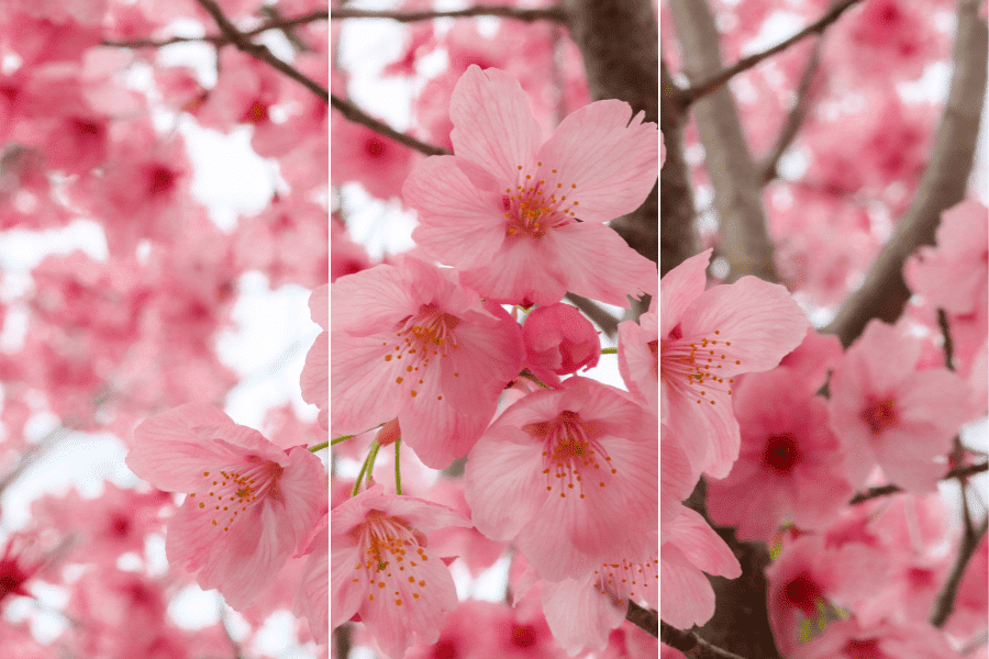 get-to-know-japan-s-native-flowers